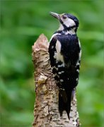 02_DSC1041_Great_Spotted_Woodpecker_female_on_tree_stump_101pc