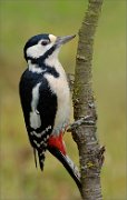 02_DSC9788_Great_Spotted_Woodpecker_female_ps_80pc