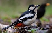05_DSC9877_Great_Spotted_woodpecker_who_is_this_guy_110pc