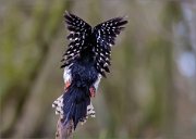 05_DSC9920_Great_Spotted_Woodpecker_sign_of_pici_85pc