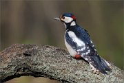 07_DSC1222_Great_Spotted_Woodpecker_inquiring_79pc