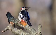 07_DSC2148_Great_Spotted_Woodpecker_glance_80pc