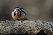 07_DSC2167_Great_Spotted_woodpecker_intimidation_50pc