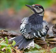 11_DSC5012_Great_Spotted_Woodpecker_tousled_120pc