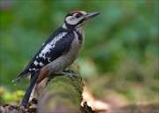 11_DSC5119_Great_Spotted_Woodpecker_frowning_124pc