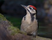 11_DSC5253_Great_Spotted_Woodpecker_cap_90pc