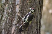 11_DSC5702_Great_Spotted_Woodpecker_trunkness_69pc
