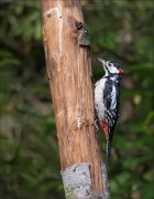 11_DSC7797_Great_Spotted_Woodpecker_jump-up_48pc