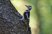 12_DSC7347_Great_Spotted_Woodpecker_posture_85pc