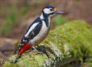 13_DSC7004_Great_Spotted_Woodpecker_clearsighted_97pc