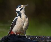 24_DSC0427_Great_Spotted_Woodpecker_posture_100pc