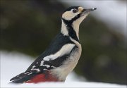 24_DSC2866_Great_Spotted_Woodpecker_chasm_96pc