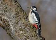 24_DSC4825_Great_Spotted_Woodpecker_missing_81pc