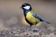 05_DSC1875_Great_Tit_on_the_snowless_ground_92pc