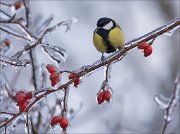 12_DSC1912_Great_Tit_icy_fruits_89pc