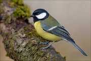 24_DSC4685_Great_Tit_persist_81pc