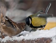 P1450247_House_Sparrow_snapping_at_Great_Tit_78pc