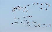 07_DSC4376_Greater_White-fronted_Goose_frontier_80pc2