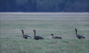 07_DSC4516_Greater_White-fronted_Goose_creditable_85pc