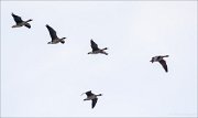 12_DSC3968_Greater_White-fronted_Goose_fiver_77pc