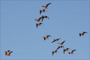 19_DSC3524_Greater_White-fronted_Goose_plumb_60pc