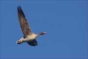 19_DSC3885_Greater_White-fronted_Goose_spacious_28pc