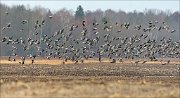 21_DSC9930_Greater_White-fronted_Goose_flutter_82pc