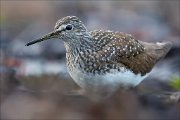 17_DSC0658_Green_Sandpiper_abashed_76pc