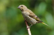 02_DSC1543_Greenfinch_on_shorted_perch_64pc