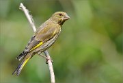 02_DSC1546_Greenfinch_with_light_perch_61pc