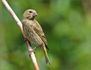 02_DSC1551_Greenfinch_on_hot_perch_with_empty_space_72pc