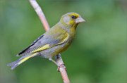 02_DSC1669_Greenfinch_in_the_evening_57pc