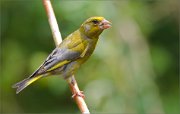 02_DSC1721_Greenfinch_backlighted_72pc