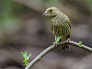 02_DSC1758_Greenfinch_on_young_willow_perch_82pc