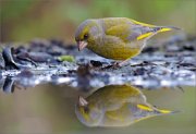 06_DSC0205_Greenfinch_look_at_reflection_95pc