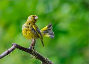 06_DSC5457_Greenfinch_stately_manners_68pc