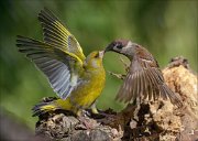 22_DSC3857_European_Greenfinch_vs_Eurasian_Tree_Sparrow_contenders_99pc