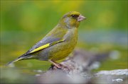 23_DSC3879_European_Greenfinch_coherence_93pc