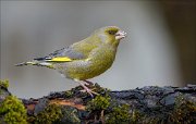 24_DSC5326_European_Greenfinch_fuzzy_67pc