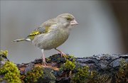 24_DSC5341_European_Greenfinch_exact_65pc