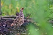 12_DSC6882_Grey_Partridge_from_ashes_59pc