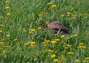 P1240777_Grey_Partridge_dandelion_camouflage_for_two_of_them_73pc