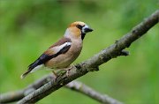 06_DSC4870_Hawfinch_to_have_an_impact_67pc