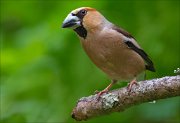 14_DSC2856_Hawfinch_solicitude_103pc
