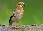 22_DSC5522_Hawfinch_couthy_90pc