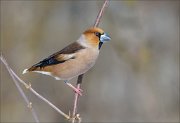 24_DSC7237_Hawfinch_light_41pc