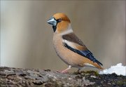 24_DSC7252_Hawfinch_simper_52pc