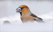 24_DSC7285_Hawfinch_core_56pc