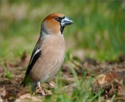 P1590416_Hawfinch_in_grass_88pc