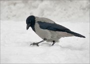 P1470530_Hooded_Crow_on_snow_53pc